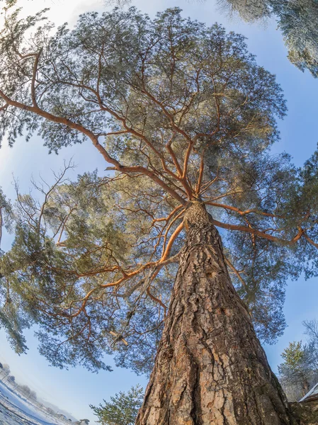 Inverno pinheiro coroa — Fotografia de Stock