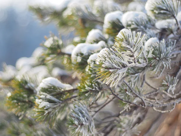 Pine branch in winter — Stock Photo, Image