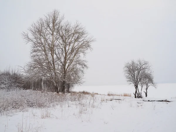 Дерево на берегу озера зимой — стоковое фото