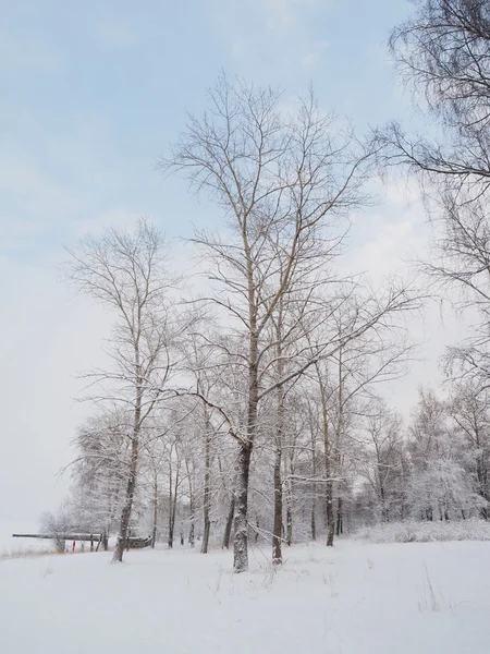 Floresta no inverno — Fotografia de Stock