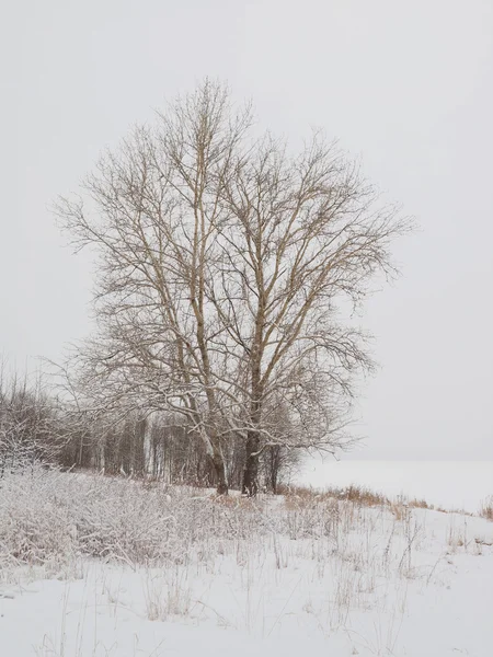 Baum am Ufer des Sees im Winter — Stockfoto
