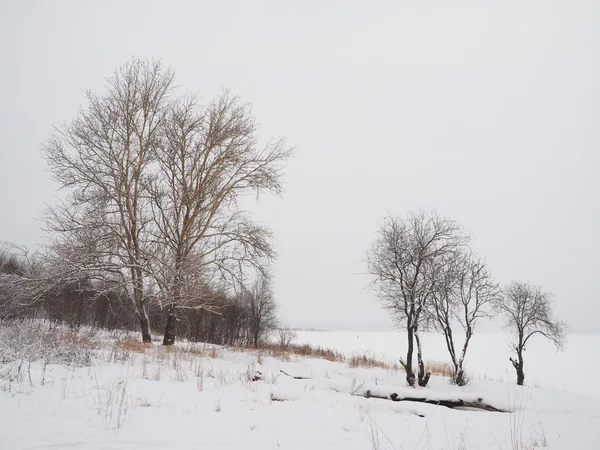 Tree on the shore of the lake in winter — Stock Photo, Image