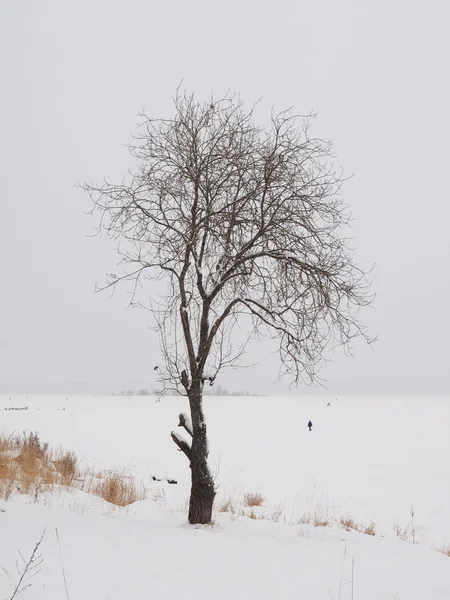 Baum am Ufer des Sees im Winter — Stockfoto