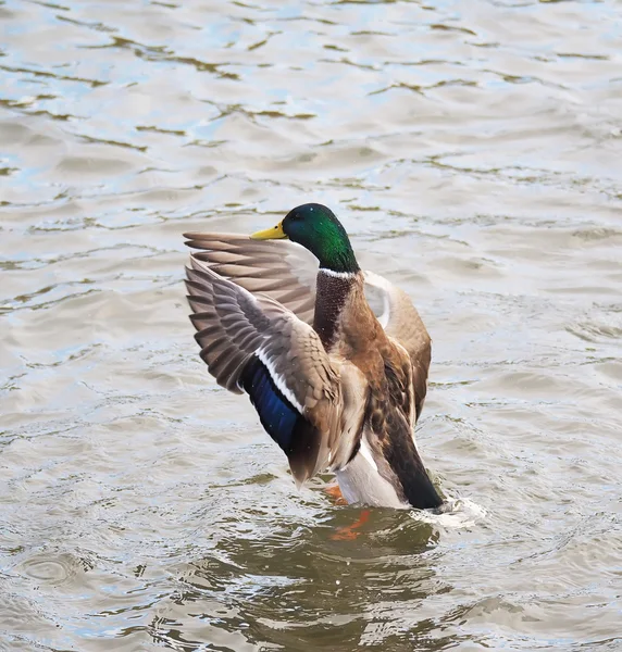 Duck flaps its wings — Stock Photo, Image