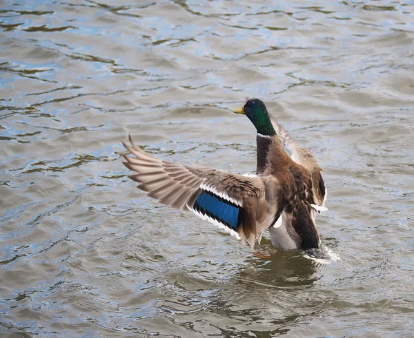 Duck flaps its wings — Stock Photo, Image