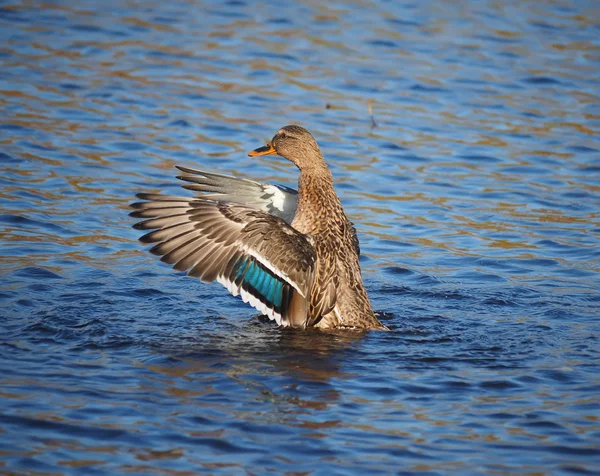 Duck flaps its wings — Stock Photo, Image