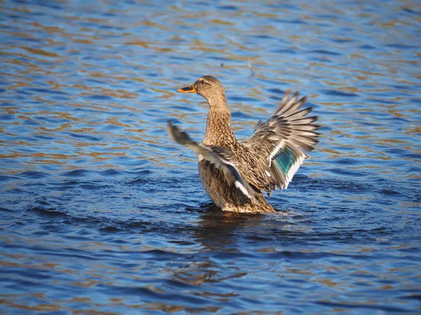 Duck flaps its wings — Stock Photo, Image