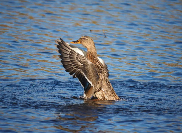 Duck flaps its wings — Stock Photo, Image