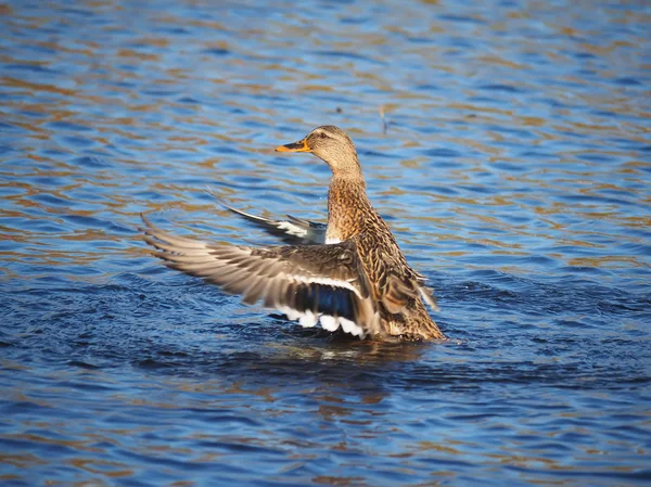 Duck flaps its wings — Stock Photo, Image