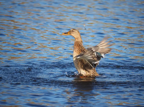 Duck flaps its wings — Stock Photo, Image