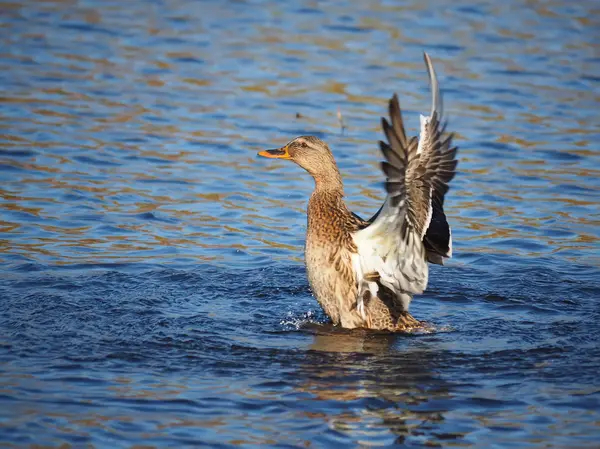 Duck flaps its wings — Stock Photo, Image