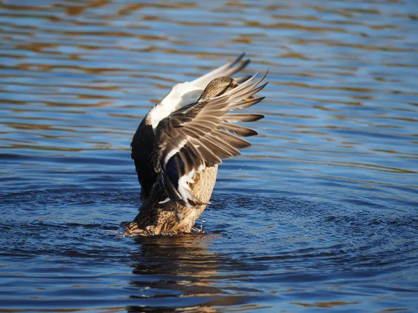 Duck flaps its wings — Stock Photo, Image