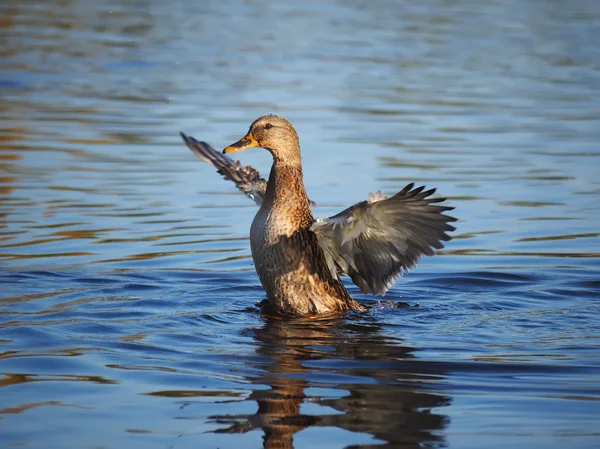 Abas de pato suas asas — Fotografia de Stock