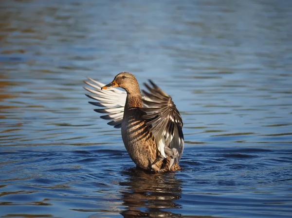 Duck flaps its wings — Stock Photo, Image