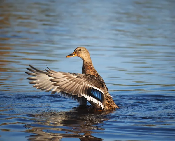 Eend flappen zijn vleugels — Stockfoto