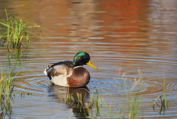 Pato no lago — Fotografia de Stock