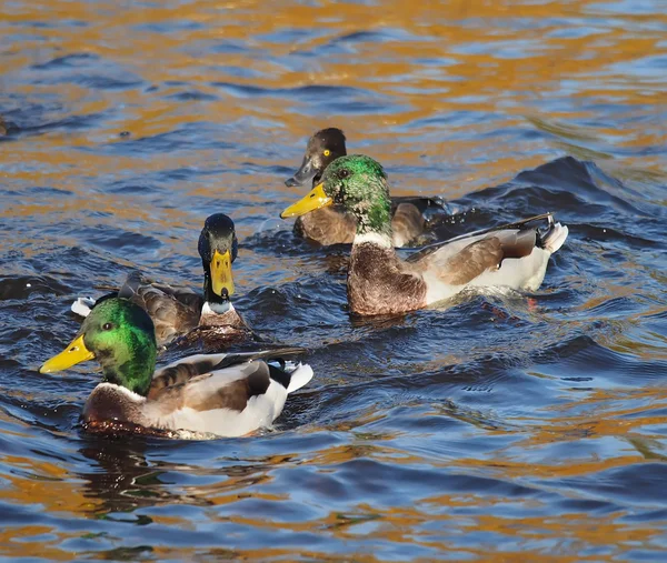 Ente auf dem See — Stockfoto