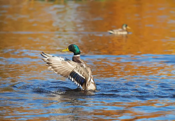 Ente schlägt mit den Flügeln — Stockfoto