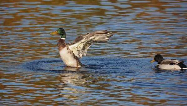 Abas de pato suas asas — Fotografia de Stock