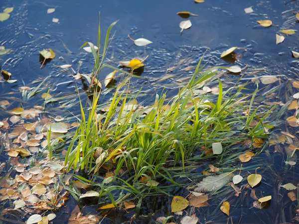Grass on the river bank — Stock Photo, Image