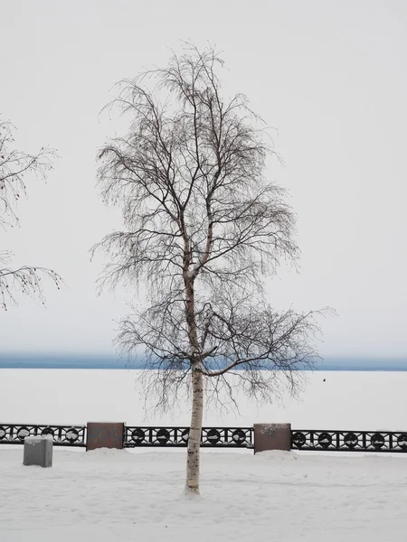 冬の湖の岸にツリー — ストック写真