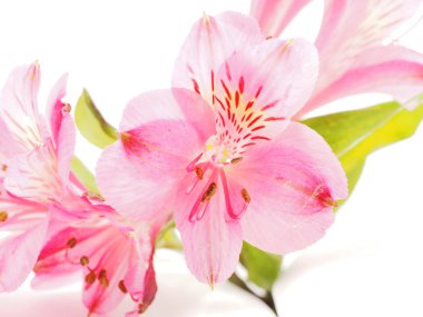 Perulu lilyum beyaz arka plan üzerinde (Astroemeria) 