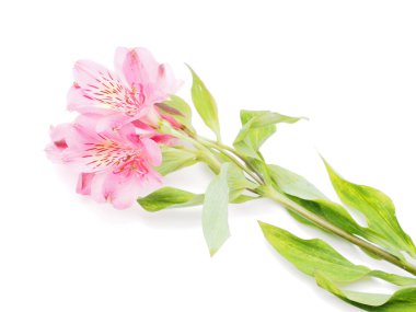 Perulu lilyum beyaz arka plan üzerinde (Astroemeria) 