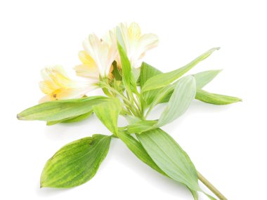 Perulu lilyum beyaz arka plan üzerinde (Astroemeria) 