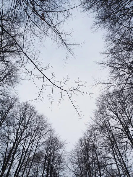 Τα δέντρα στο δάσος — Φωτογραφία Αρχείου
