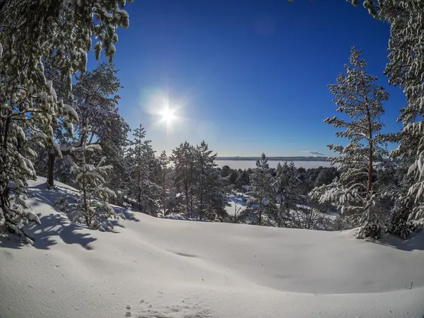 Bosque en invierno — Foto de Stock