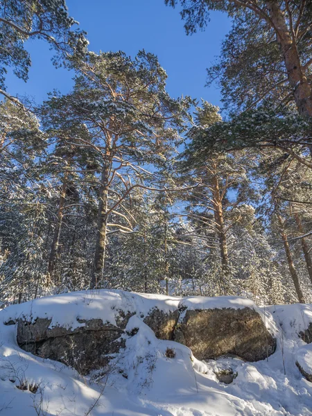 stock image forest in winter