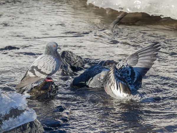Pigeons bathe in the river in winter — Stock Photo, Image