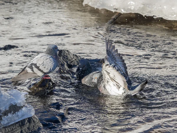 ハトが冬の川で入浴します。 — ストック写真