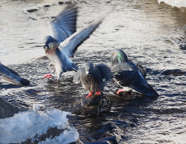 Pigeons bathe in the river in winter — Stock Photo, Image