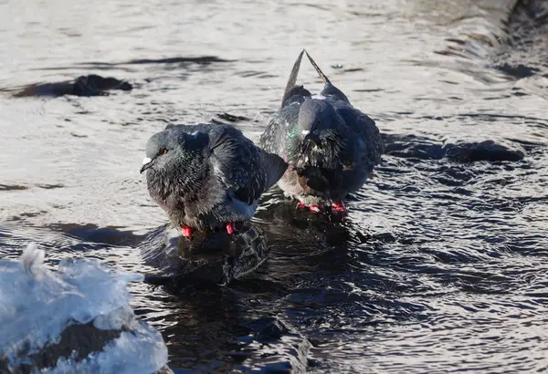 Tauben baden im Winter im Fluss — Stockfoto