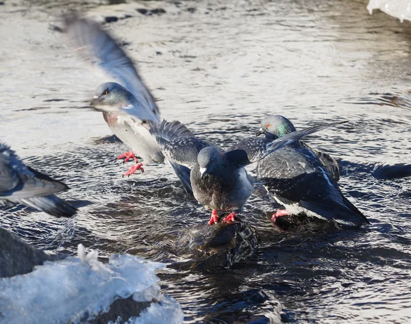 Pombos tomam banho no rio no inverno — Fotografia de Stock