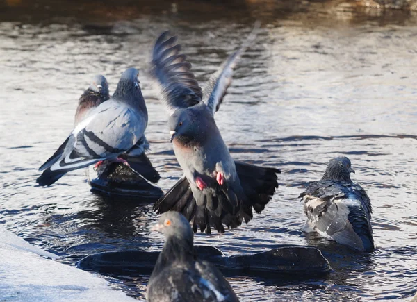 Tauben baden im Winter im Fluss — Stockfoto