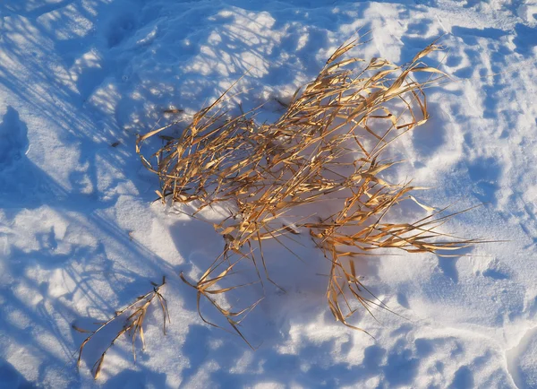 Erba secca nella neve — Foto Stock