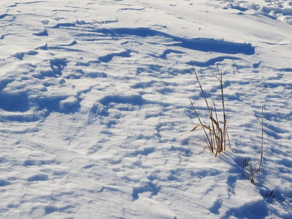 Trockenes Gras im Schnee — Stockfoto