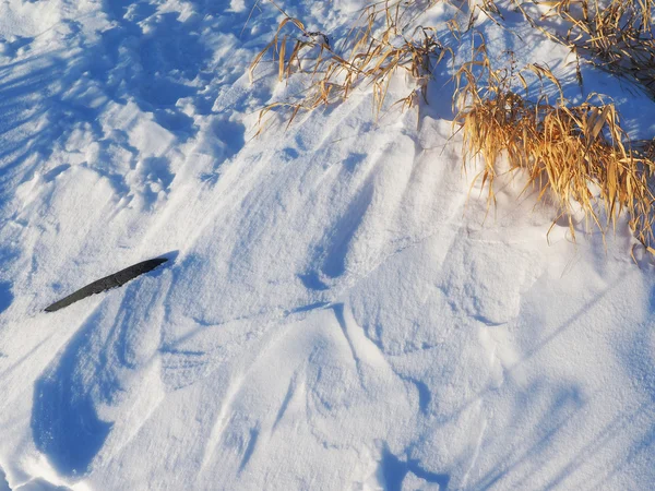 Droog gras in de sneeuw — Stockfoto