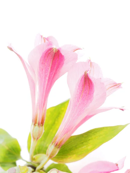 Peruánské lilie (Astroemeria) na bílém pozadí — Stock fotografie