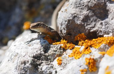 Kırım rock kertenkele