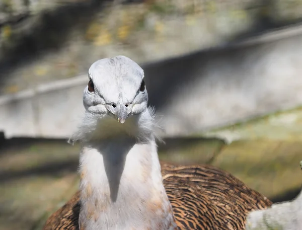 Bustard in a zoo — стоковое фото