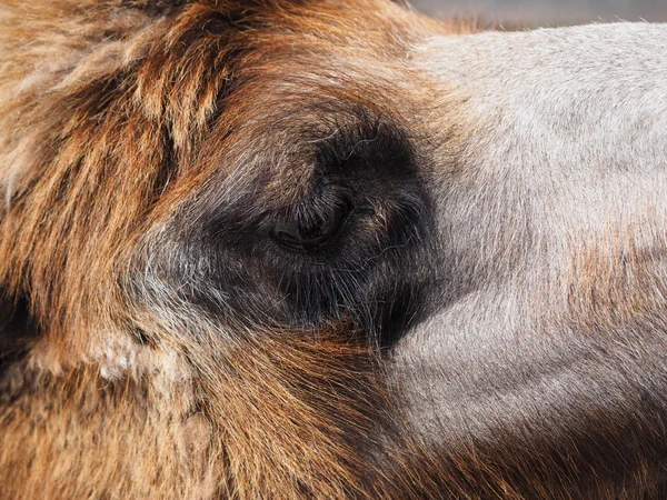 Camel at the zoo — Stock Photo, Image