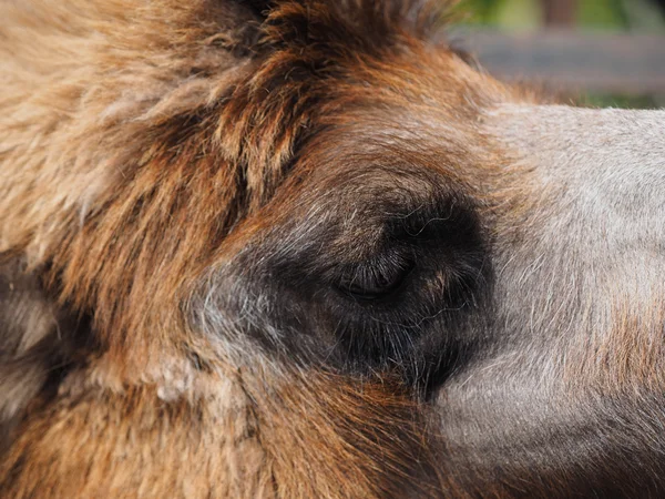 Camel at the zoo — Stock Photo, Image