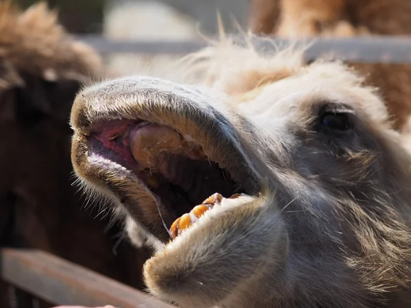 Camel at the zoo — Stock Photo, Image