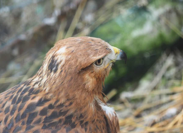 Oiseau de proie dans le zoo — Photo