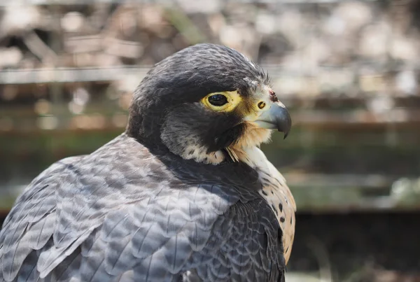 Hayvanat bahçesindeki yırtıcı kuş — Stok fotoğraf