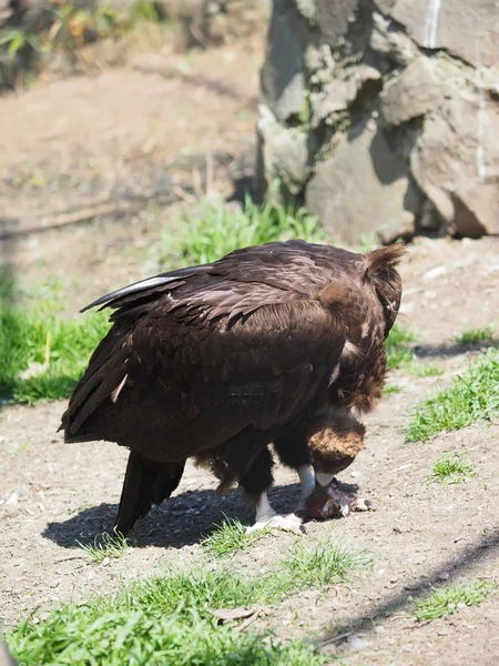 Avvoltoio ritratto — Foto Stock