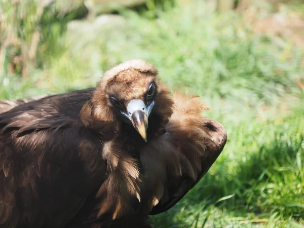 Portrait vautour — Photo